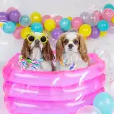 Cachorrinhos