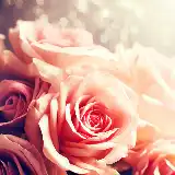 Buquê de Rosas
