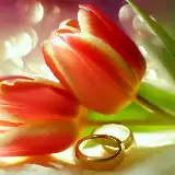 Tulipas